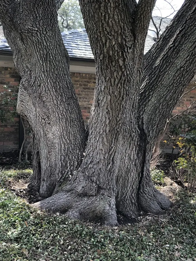 Mature heritage tree close to a Lisman property cared for by certified arborists
